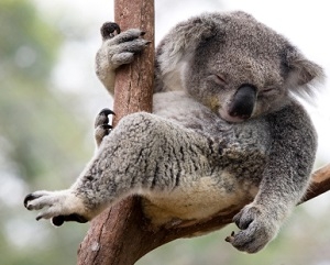 koala sleeping australia